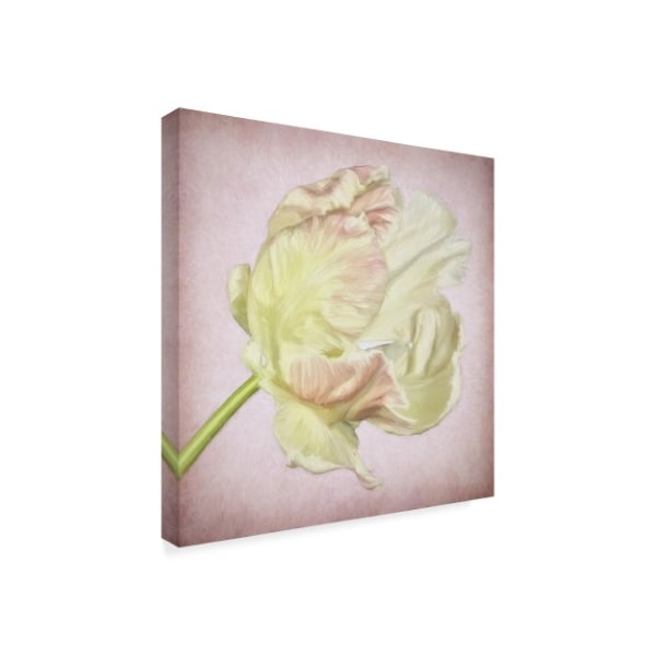 Cora Niele 'Pink Parrot Tulip Painting Iii' Canvas Art,35x35